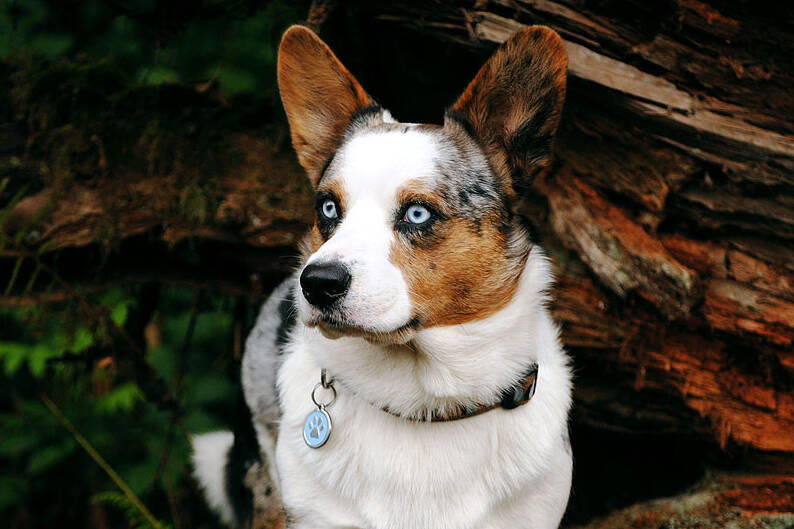 A timely task for the new year: ensure your pets collar is still in good shape and has an ID tag in place. Photo courtesy Paws and Fins Pet Shop