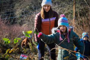 BI Parks and Trails Foundation courtesy photos
Two volunteers recoil at the sight of a strand of invasive Himalayan blackberry Jan. 15.