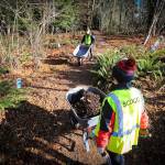 A volunteer pushes a wheelbarrow full of mulch to a freshly cleared plot for native plants.