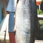 John Steiner with a salmon he caught as a diver in 1986.