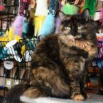 Texture is incredibly important to cats, who often choose to use or like a product often by the way it feels in their mouth or under their paws.