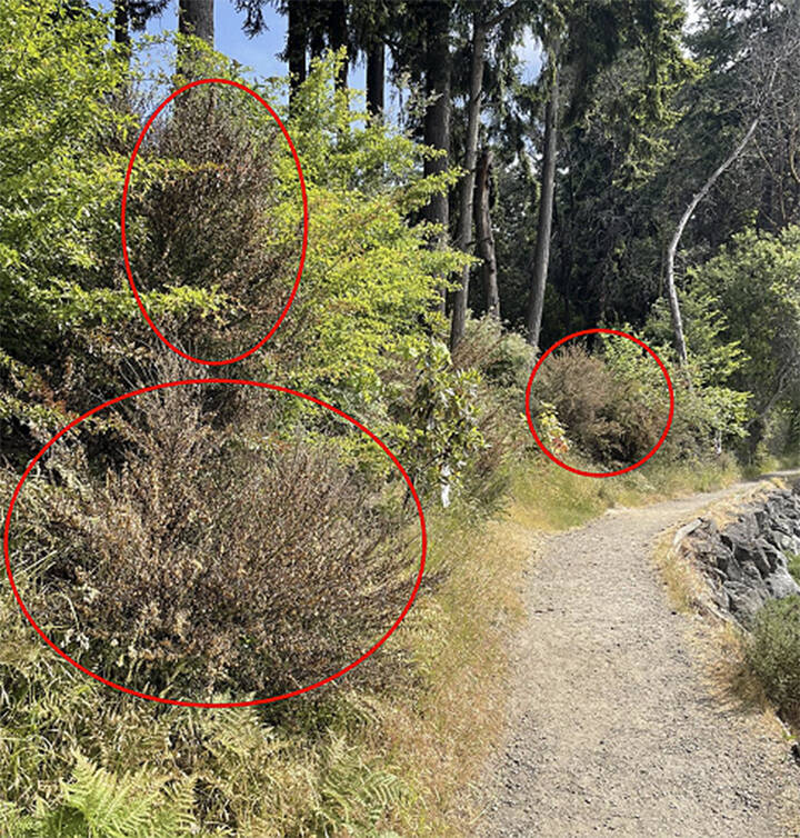 COBI courtesy photo
Scotch broom on the BI waterfront trail.