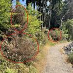 COBI courtesy photo
Scotch broom on the BI waterfront trail.