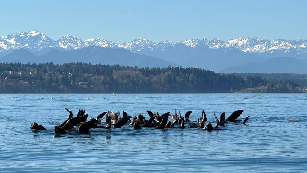 A raft of sea lions feed on herring underwater in March 2023.