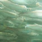 Brian Whitlock courtesy photos
A school of herring shoaling in Madison Bay, March 2024.