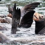 A raft of California sea lions converge to feed on herring near Hidden Cove in March 2023.
