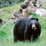 Fish and Wildlife courtesy photo
A large black bear grazes in a field.