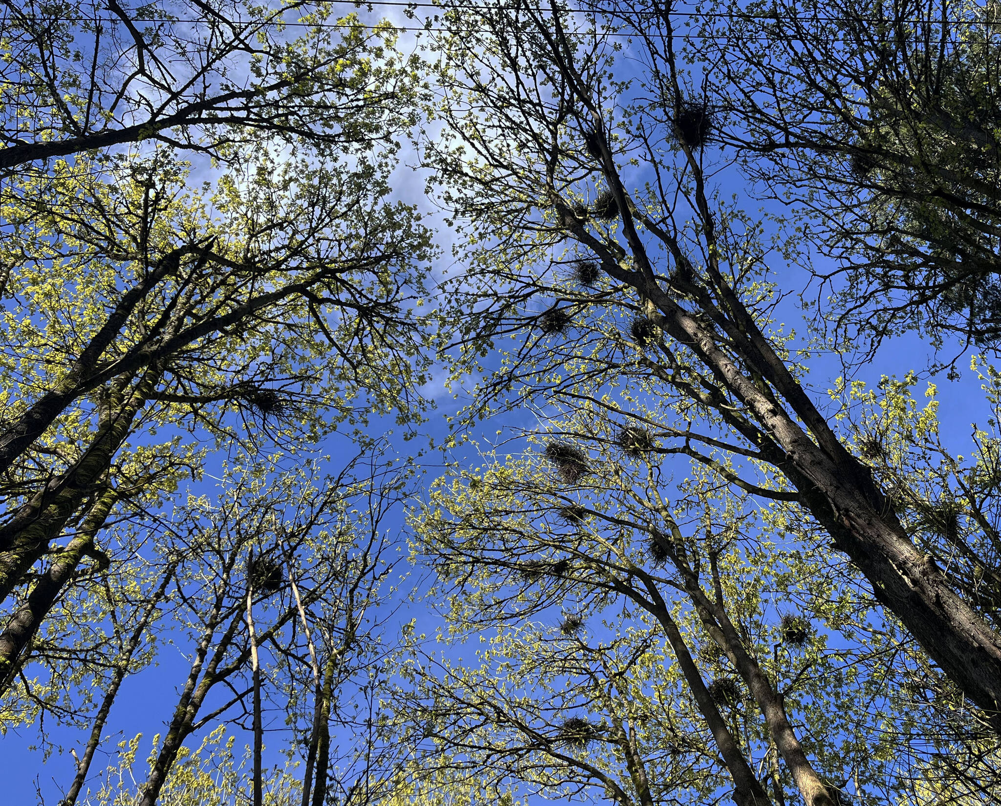 The nests in the rookery, as seen from below. About 30 nests make up the colony.