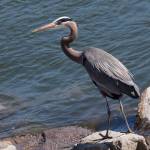 Ken Thomas courtesy photo
A great blue heron stalks some prey along the shore.