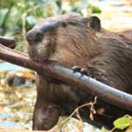 Worth A Dam Foundation courtesy photo