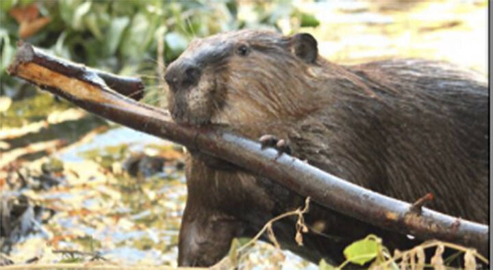 Worth A Dam Foundation courtesy photo