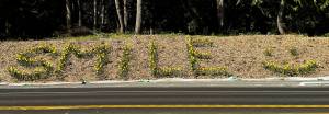 Nancy Treder courtesy photo
Spring daffodils spell out smile near the intersection of Highway 305 and Sportsman Club Road. Planting the flowers by roads is a Bainbridge Island tradition started by Mary Sam, a healer and granddaughter of Suquamishs Chief Sealth, for whom Seattle was named.