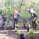 BI Land Trust volunteers remove invasive species and plant native species near the footbridge at the Springbrook Creek Preserve.