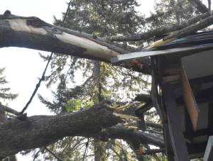 Nicholas Zeller-Singh/Kitsap News Group
An 8-foot-wide tree fell on Kim McLaughlins home April 20.