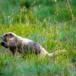 Marmot Monitoring Survey at Hurricane Hill. Kiley Barbero photo