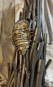 Isopoda, by Matthew Berger.