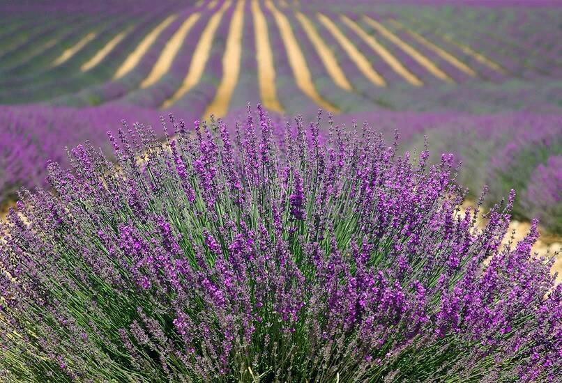 Olalla Lavender Festival courtesy photo
Lavenders usefulness lies far beyond its pretty purple color found in fields like this.