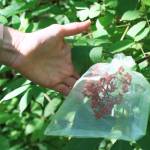 Elderberries in a little pouch.