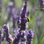 A bumblebee pollinates a stalk of lavender.
