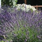 A lavender bush in full spike.