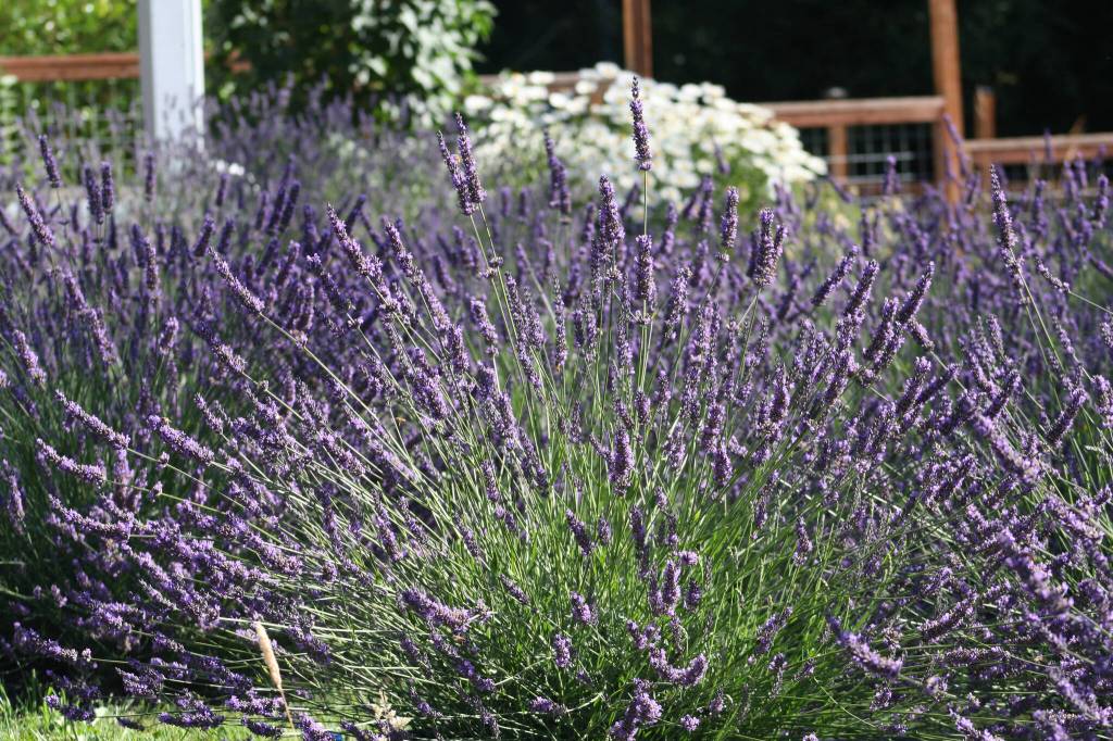 A lavender bush in full spike.