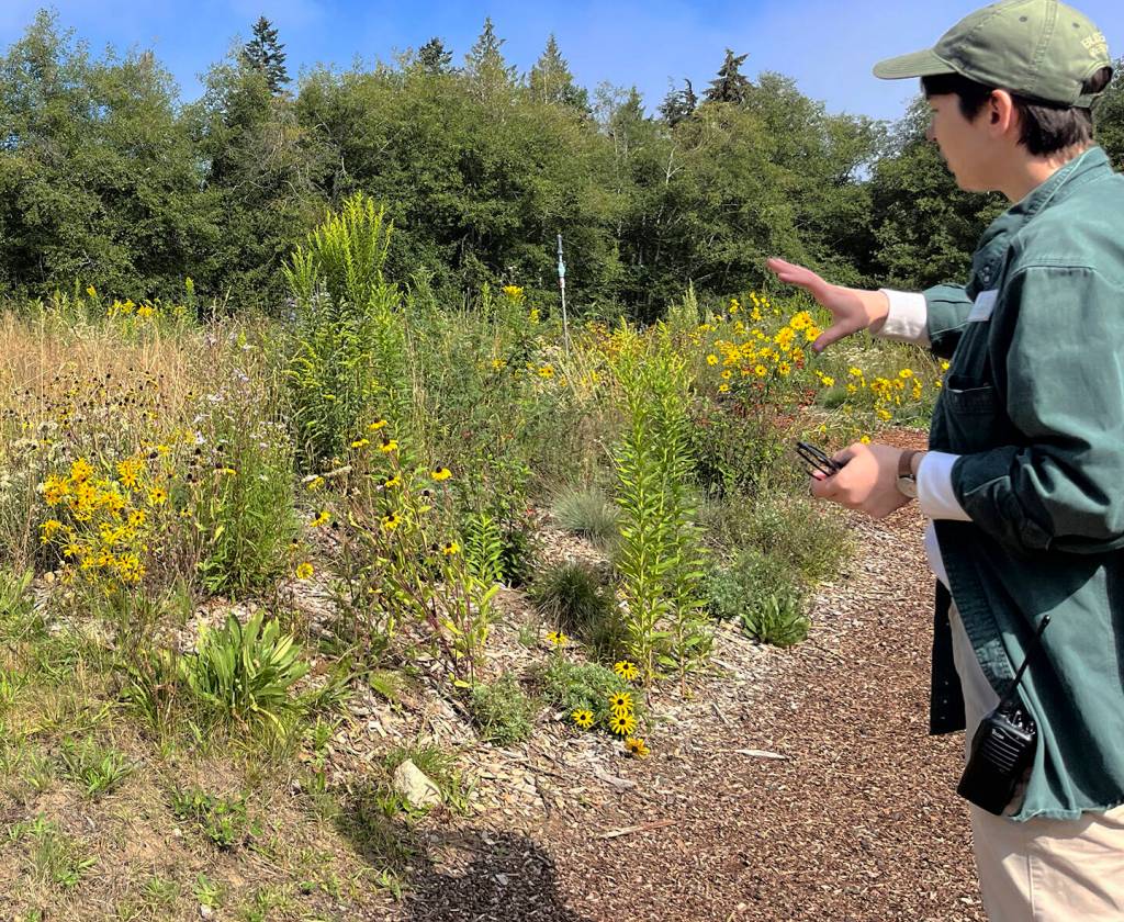 Kaslin Daniels points out a replanted patch of native and flowering plants in the Buxton Pollinator Meadow.