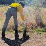 A firefighter uses a drip torch to ignite some standing grasses, including a native lupin.