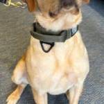 Canine officer George.