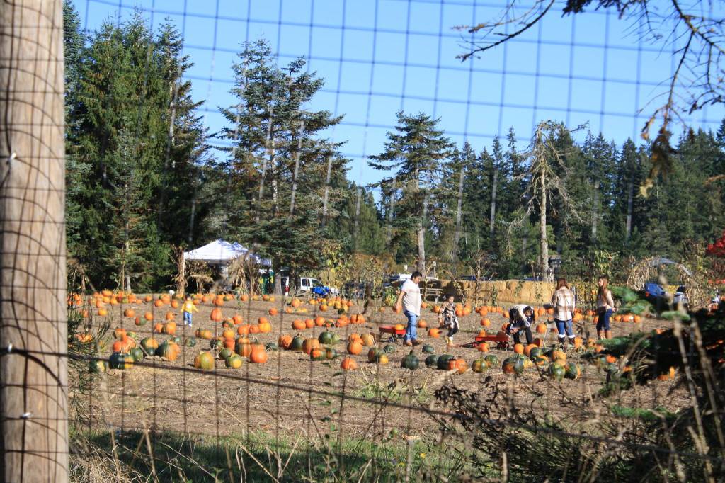 Suyematsu Farm grows pumpkins and other fruits and vegetables.
