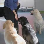 Delaney Taylor offers a treat to Bear, Reina and Luna.
