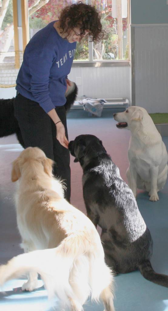 Delaney Taylor offers a treat to Bear, Reina and Luna.