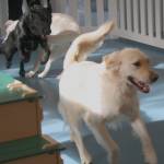 Molly Hetherwick/Kitsap News Group photos
Black labrador puppy Reina plays with golden retriever Bear.