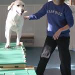 Delaney Taylor leads Luna along an elevated ramp in the BI Dog Club playroom.