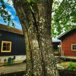 COBI courtesy photo
The tree by the historical museum.