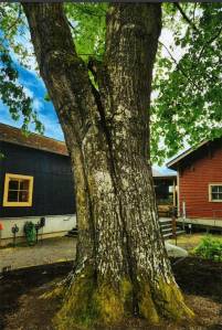 COBI courtesy photo
The tree by the historical museum.