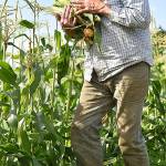 Brian MacWhorter picks corn from his patch at Suyematsu Farm.