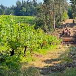 File photos
A tractor on the farm trail adjacent to the Suyematsu Farm grape vines.