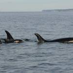 NOAA courtesy photos
J62 traveling with the J19 matrilineal line.