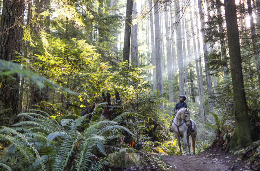 Cameron Karsten courtesy photo
A horse and rider in Grand Forest.