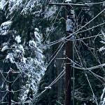 KCSO courtesy photo
Fallen tree branches hang on power lines on Locker Road near Garfield Avenue in South Kitsap Feb. 6.