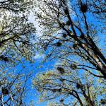 Sound Publishing file photos 
The nests in the rookery, as seen from below in 2024. About 30 nests make up the colony.