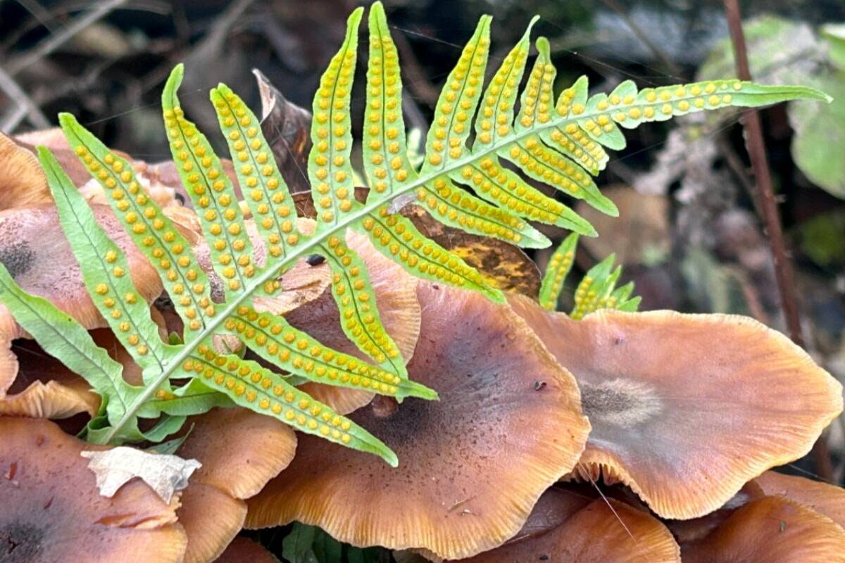 Sound Publishing file photo