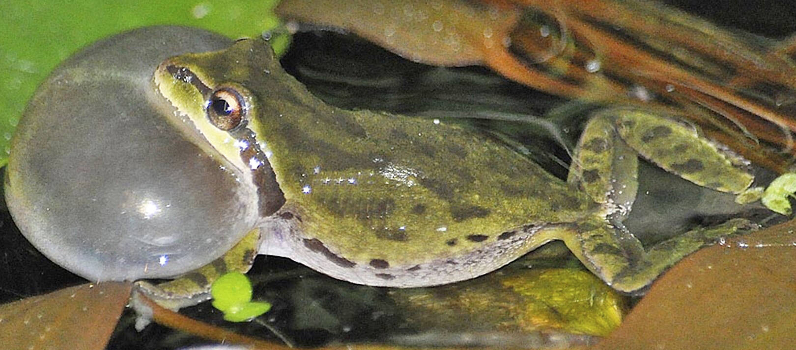 Dennis Paulson courtesy photo
A Pacific Tree Frog mid-croak.