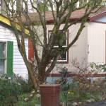 Colorful homes in the Islander Residents Association mobile home park.