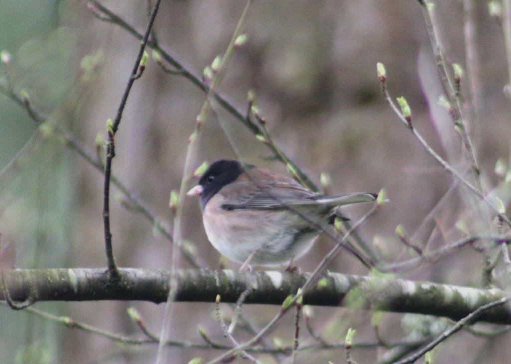 Snowbirds like this Dark-eyed Junco are year-round residents, but theyre soon to be joined by other species.