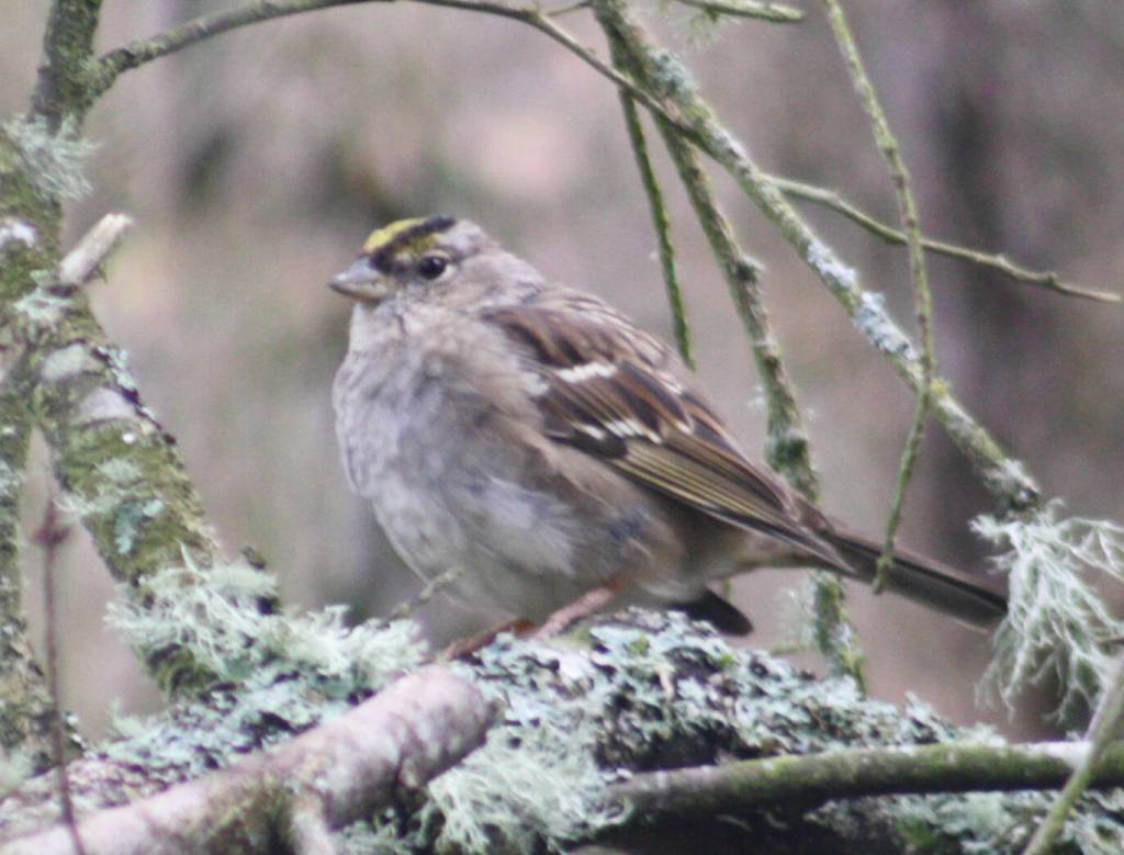 This Golden-crowned Sparrow is a migratory bird that will bring its lively song to BI for the next few weeks.