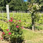 Perennial Vintners courtesy photos
The vineyard on Bainbridge Island in springtime.