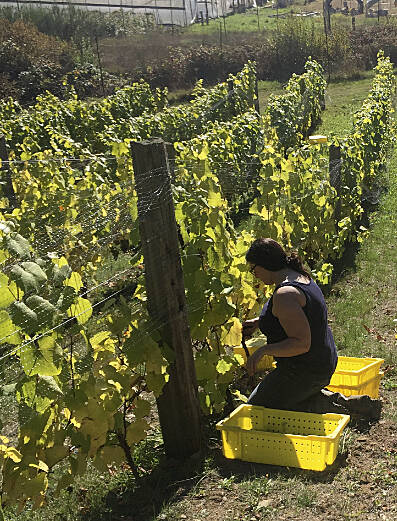 Serena Roberge-Gordon harvesting at the vineyard.