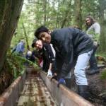 Sustainable Bainbridge courtesy photo
Volunteers adjust the salmon fry raceway in 2012.