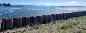U.S. Army Corps of Engineers courtesy photo
The sheet pile wall at the Wyckoff/Eagle Harbor Superfund site on Bainbridge Island, facing Puget Sound and Seattle during low tide. The beach in front of the sheet pile wall is a sand cap that protects the Puget Sound from creosote contamination.